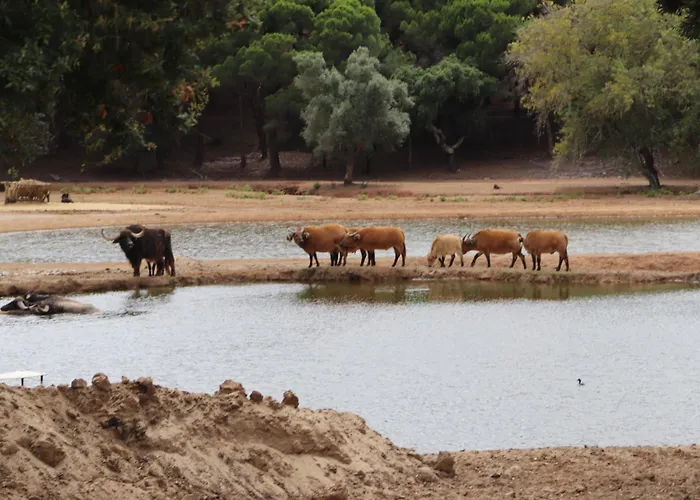 Badoca Safari Glamping Experience Luxuszelt Santo André